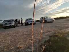 Brachypodium phoenicoides