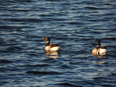 Branta bernicla