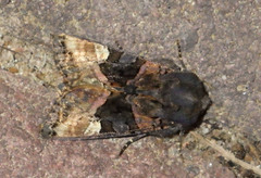Euplexia lucipara