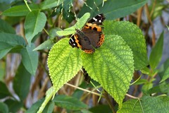 Vanessa indica