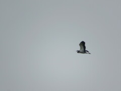 Ardea melanocephala