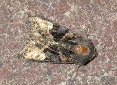 Euplexia lucipara
