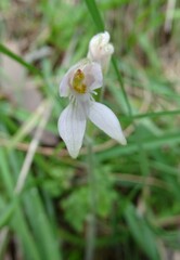 Caladenia alata