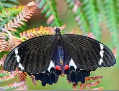 Papilio aegeus