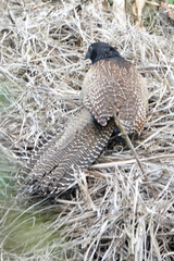 Centropus phasianinus