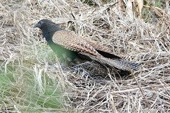 Centropus phasianinus