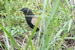 Centropus phasianinus