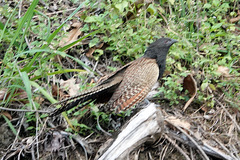 Centropus phasianinus