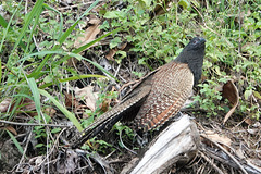 Centropus phasianinus