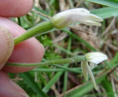 Caladenia alata
