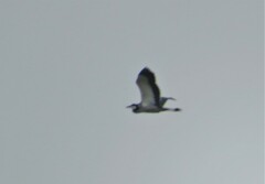 Ardea melanocephala