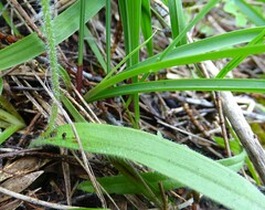 Caladenia alata