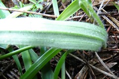 Caladenia alata