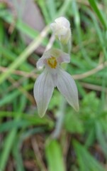 Caladenia alata