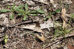 Hypocysta pseudirius