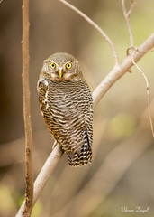 Glaucidium radiatum