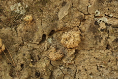Selaginella lepidophylla