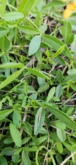 Listia bainesii