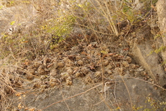 Selaginella lepidophylla