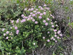 Pimelea ferruginea