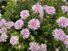 Pimelea ferruginea