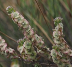 Maireana trichoptera