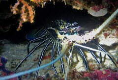 Panulirus versicolor