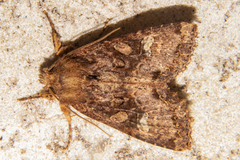 Meterana ochthistis