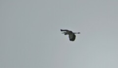 Ardea melanocephala