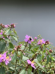 Xylocopa aestuans