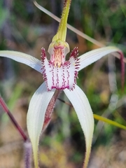 Caladenia venusta