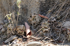 Selaginella lepidophylla
