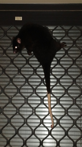 Western Ring-tailed Possum
