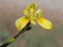 Moraea anomala