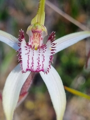 Caladenia venusta