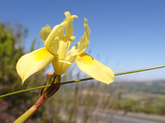 Moraea anomala