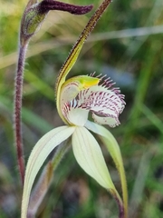 Caladenia venusta