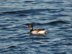 Branta bernicla