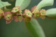Breynia fruticosa