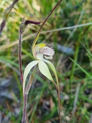 Caladenia venusta