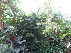Araucariaceae