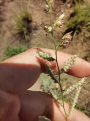 Urochloa serrata