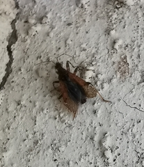 Himacerus mirmicoides