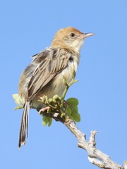 Cisticola exilis