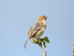 Cisticola exilis