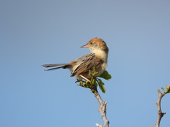 Cisticola exilis