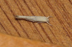 Stathmopoda