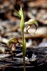 Pterostylis spathulata