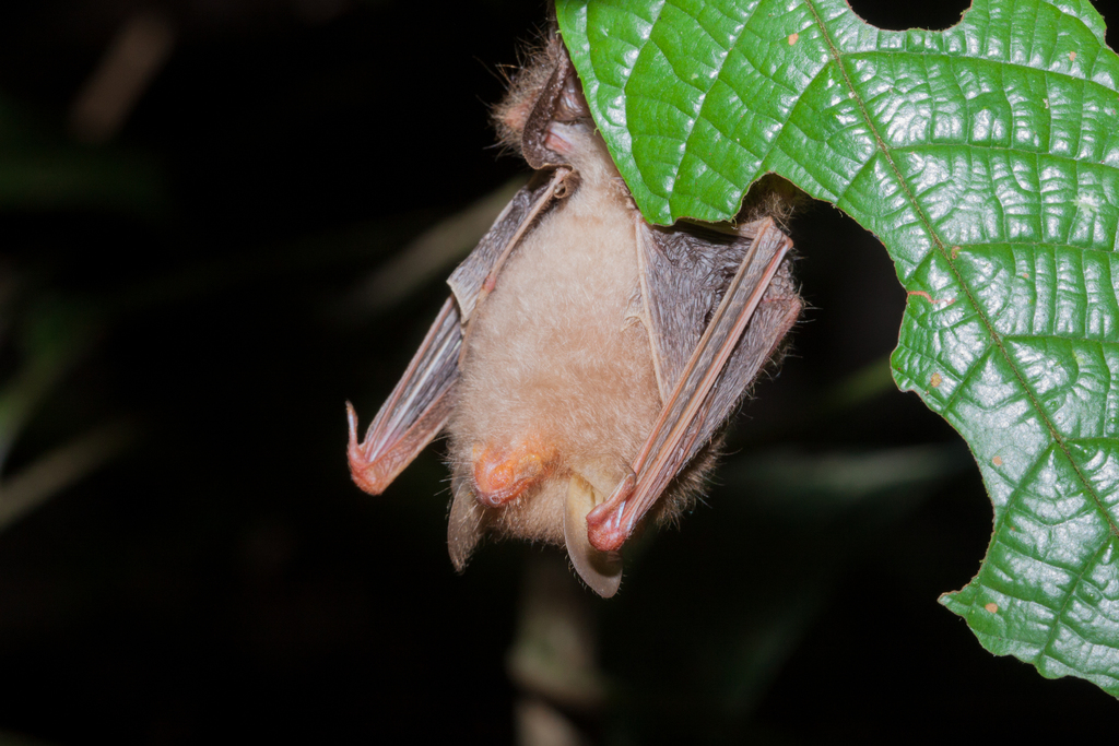 Clear-Winged Woolly Bat