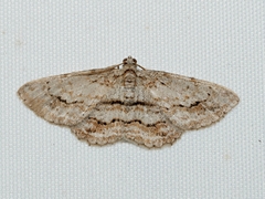 Didymoctenia exsuperata